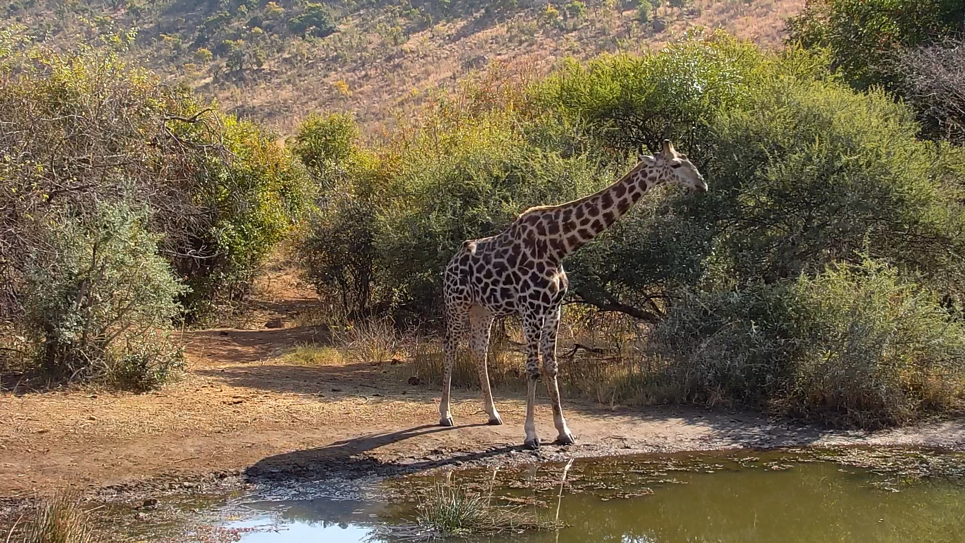 Giraffe Browsing the Trees