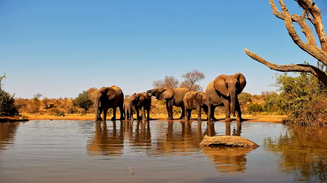 Elephant Family Arrives for a Midday Drink
