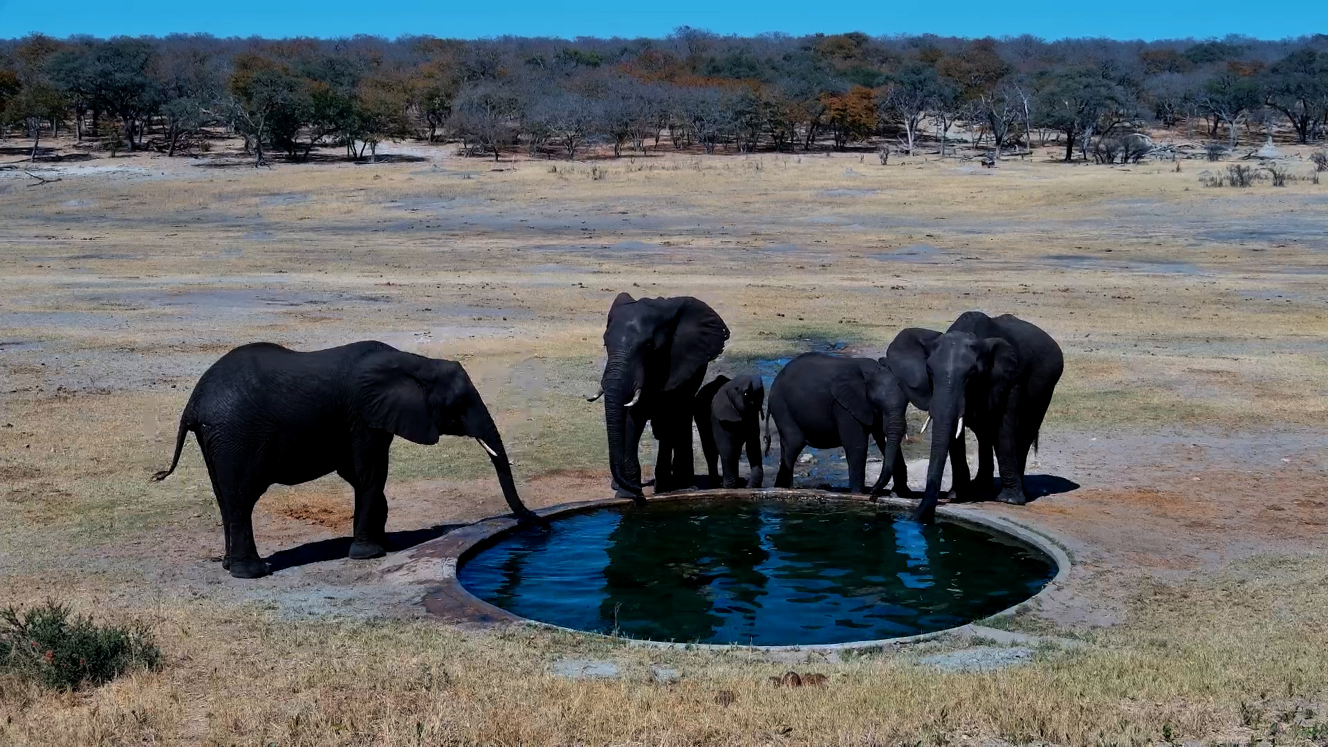 Elephant Herd Arrives for a Drink