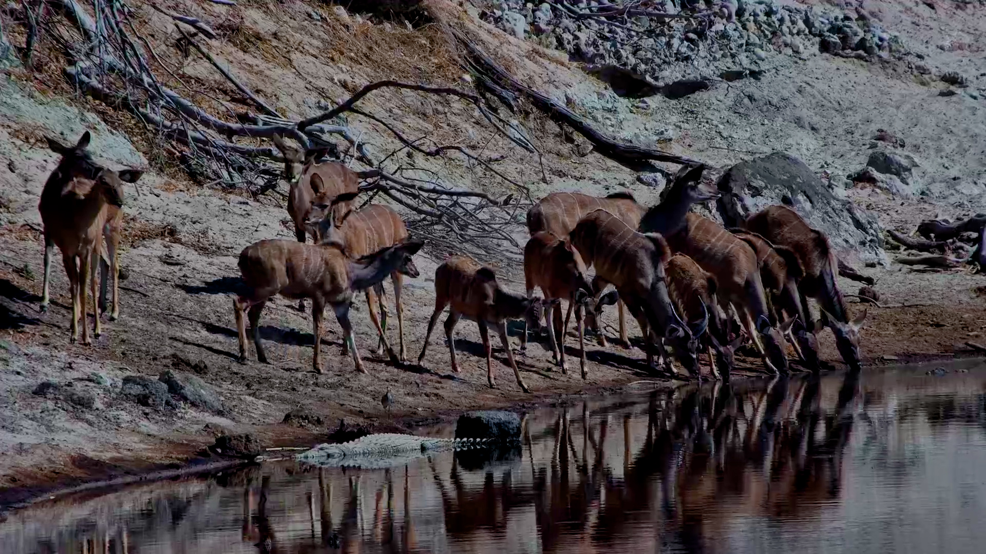 Kudu Herd Keeps Watch on Crocodile