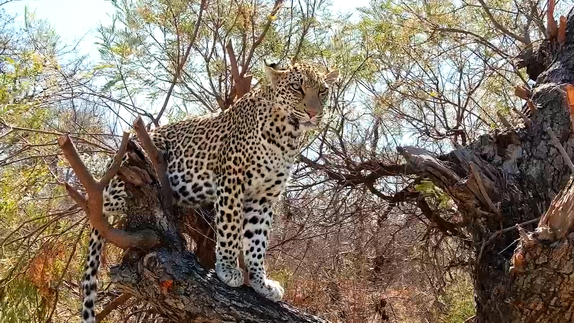 Leopard Yawns in a Tree
