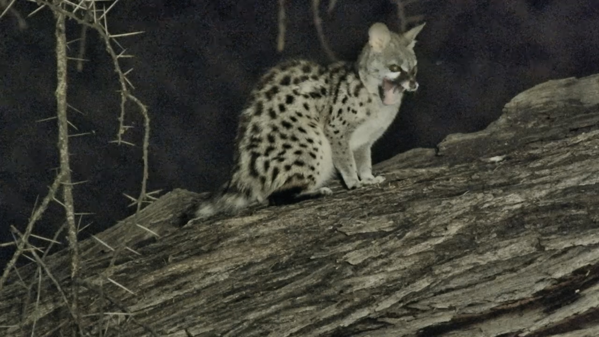 Small-Spotted Genet Grooming in a Tree