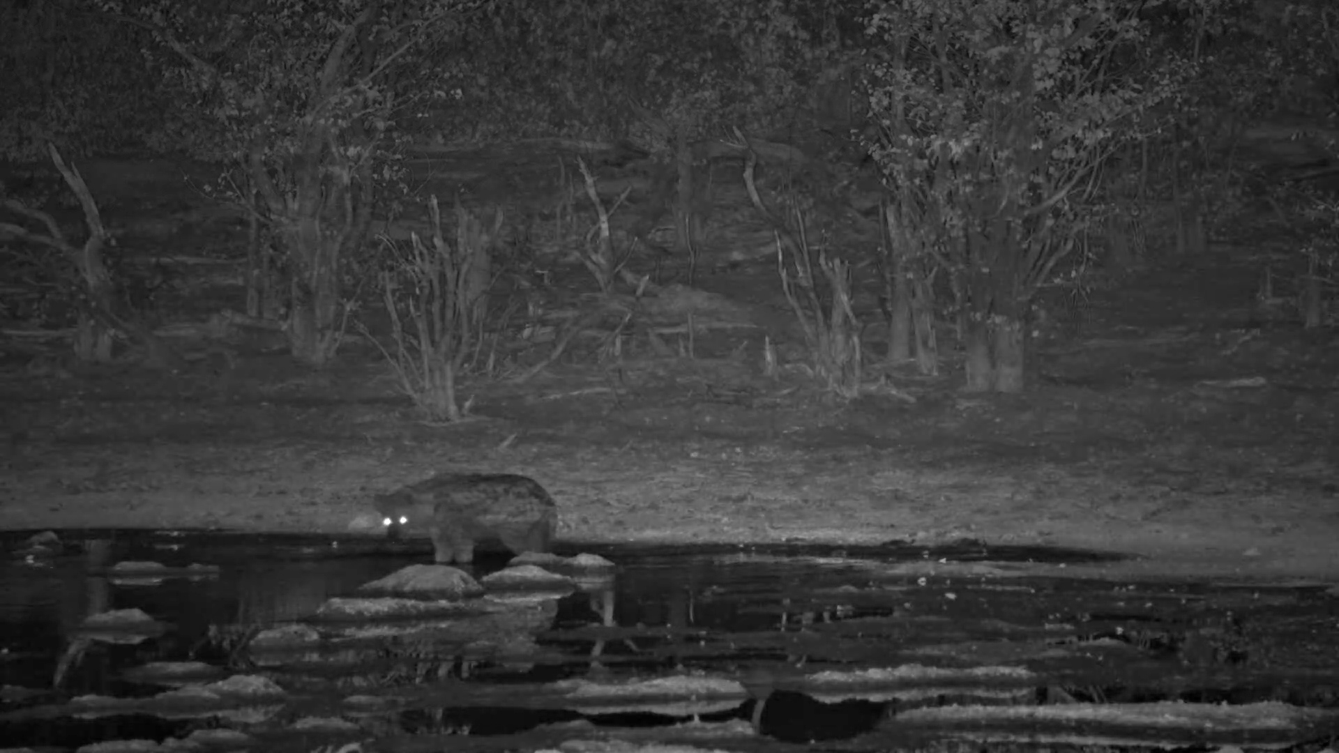 Spotted Hyena Sniffs Around Elephant Pan