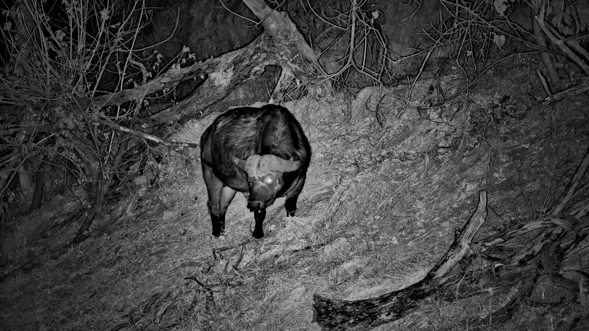 Buffalo Bull Grazes at Night at Meno a Kwena