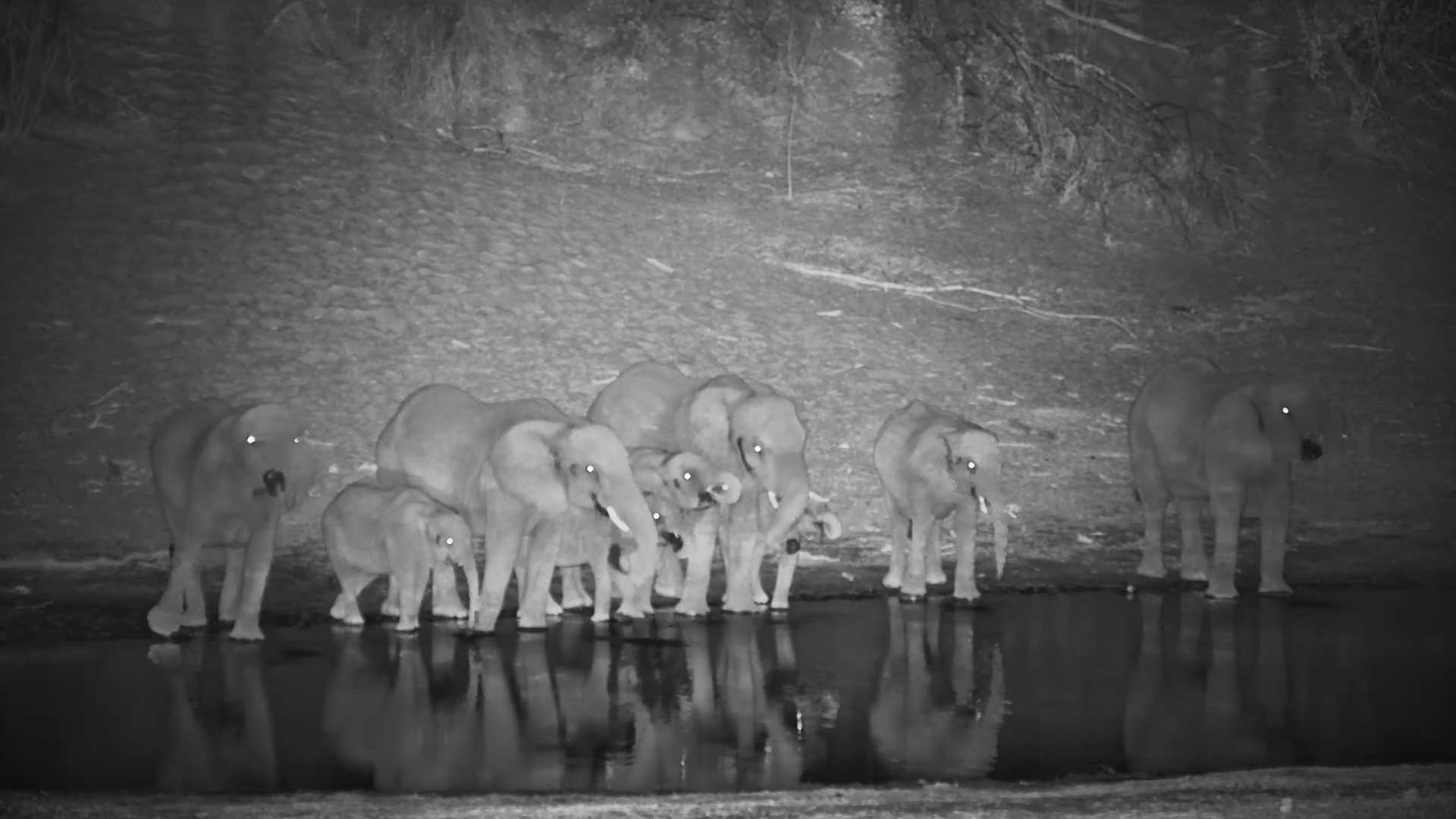 Elephant Herd Arrives for a Night-Time Drink at Camelthorn