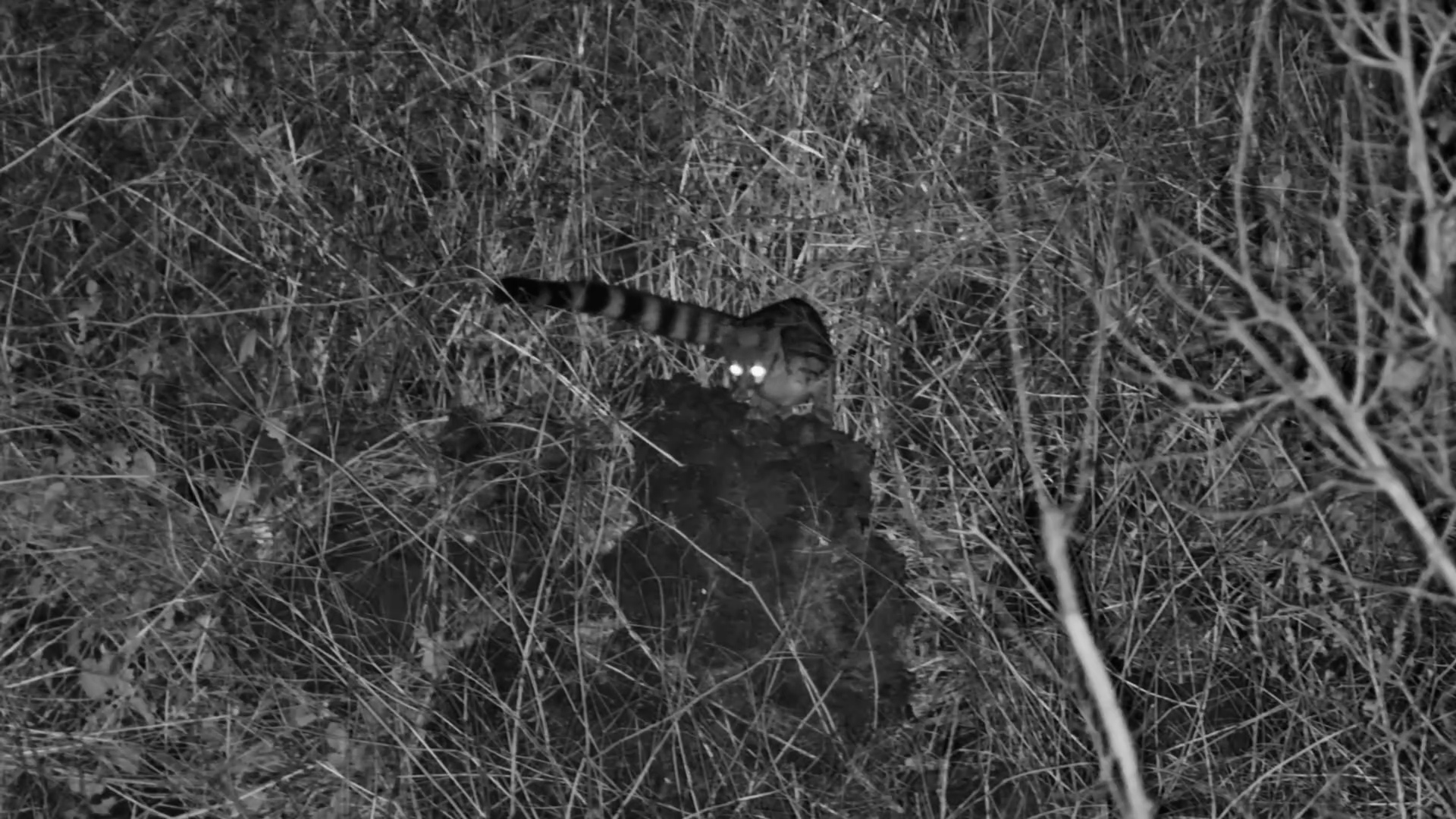 Large-Spotted Genet Hunts in the Dark