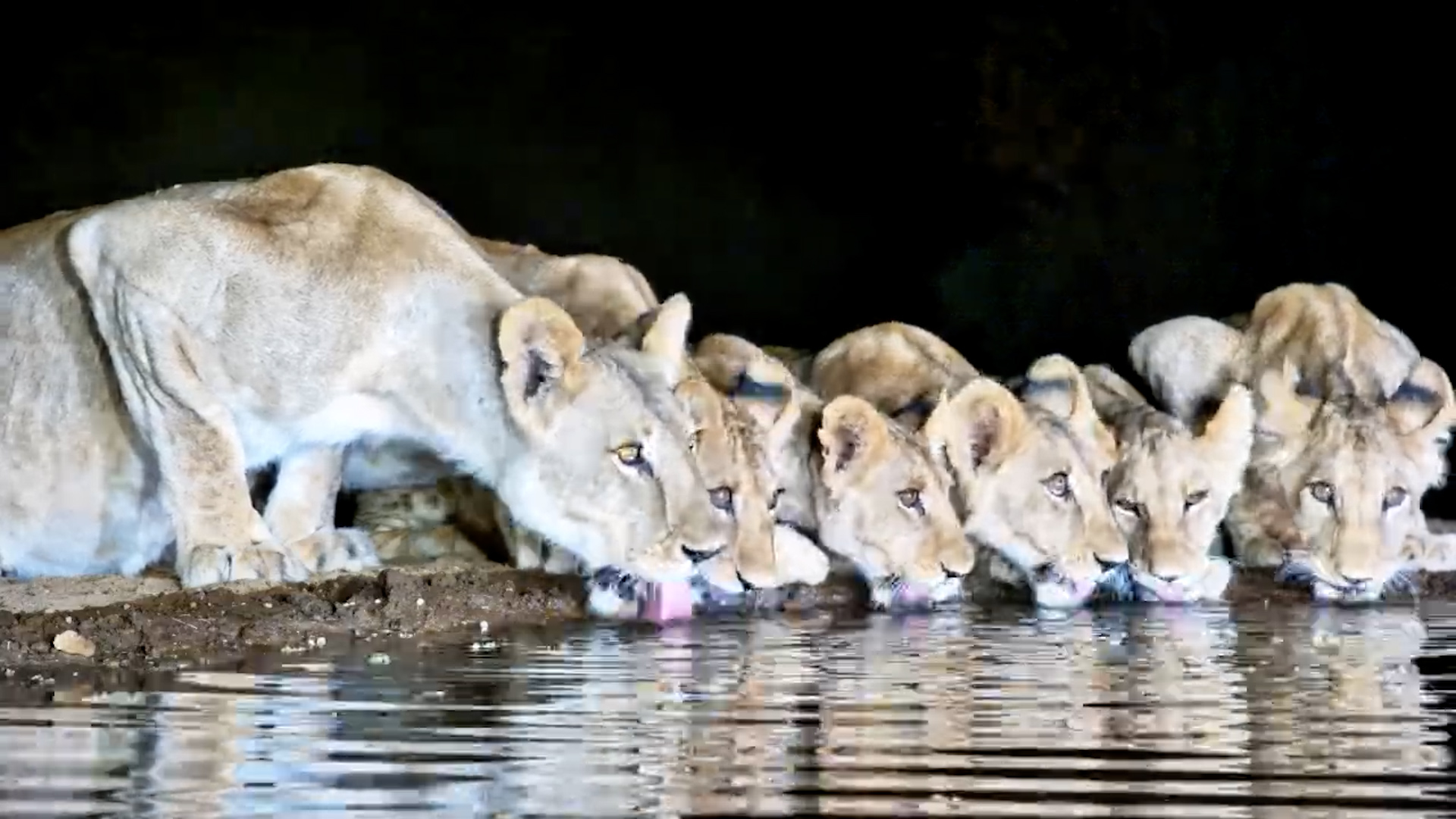 Lioness Leads Five Thirsty Cubs to Lentorre Waterhole