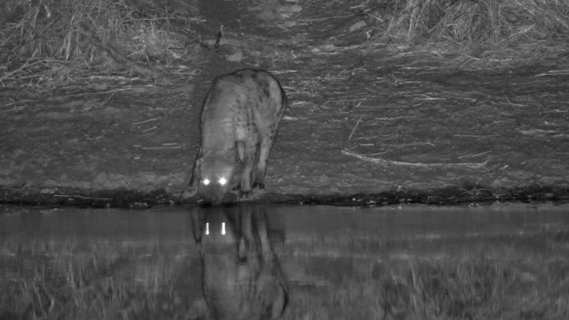 Spotted Hyena Sneaks a Night-Time Drink at Jabulani