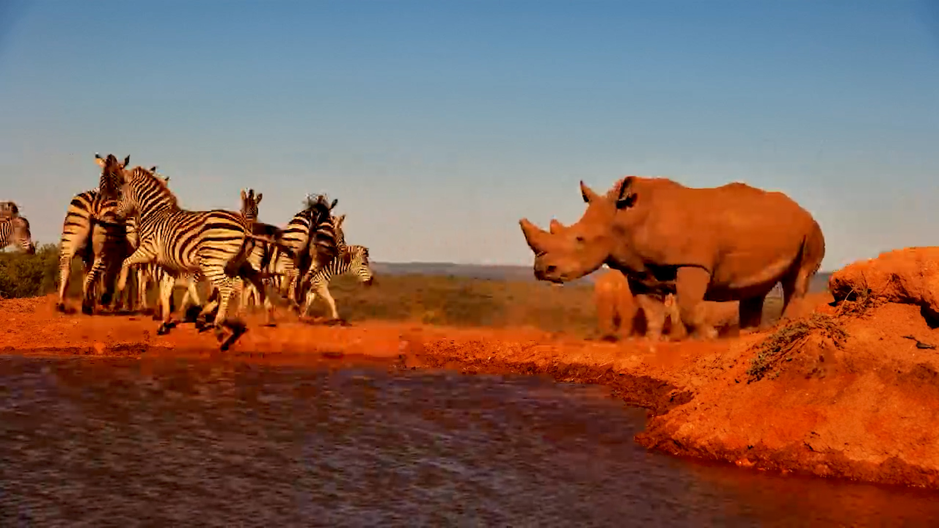Rhino and Zebra Share Founders Waterhole