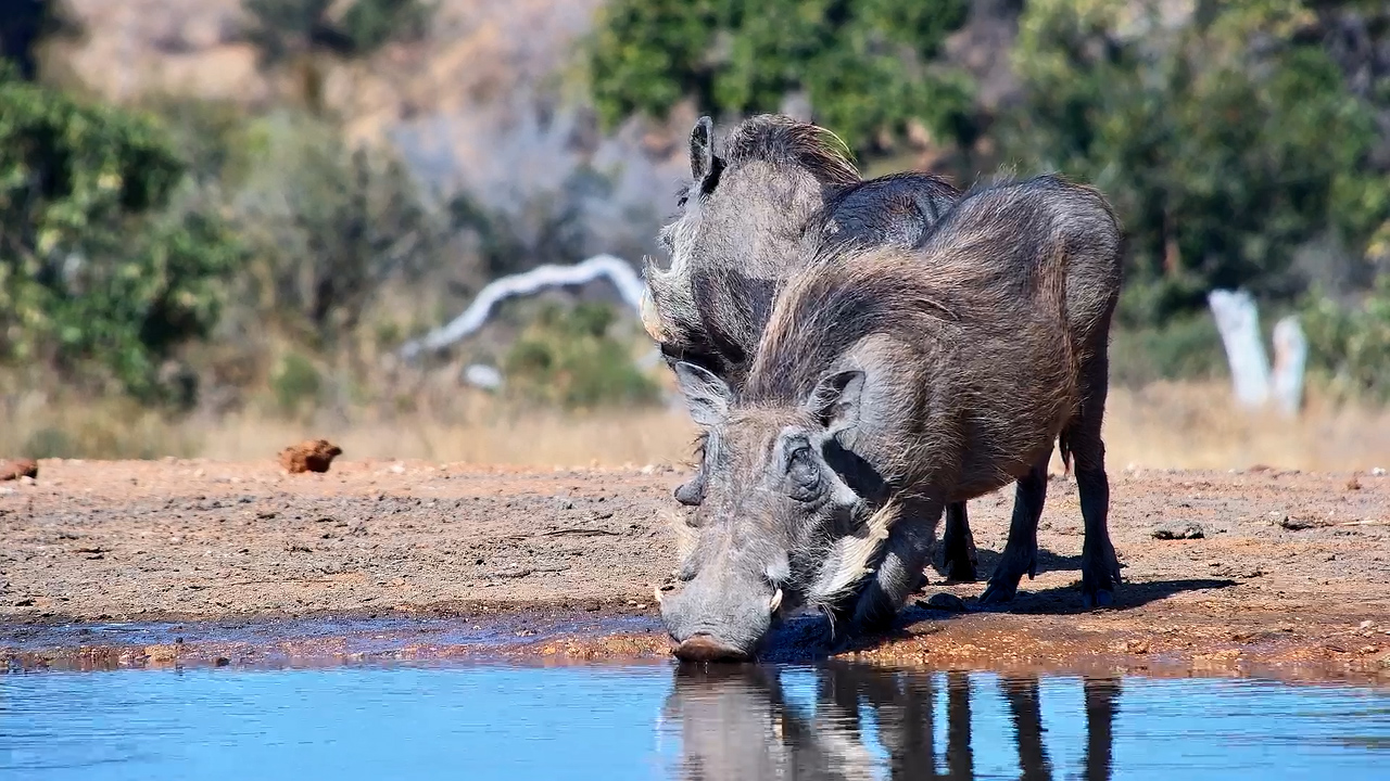 Warthog Pair Enjoy a Cool-Down at Kings Camp