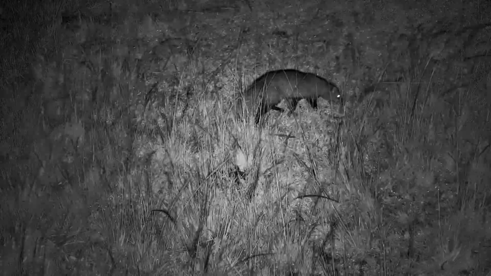 White-Tailed Mongoose Forages at Mahali Mzuri