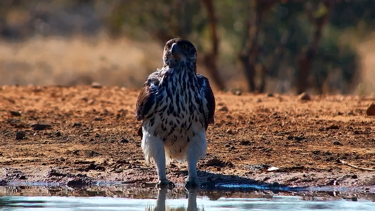 African Hawk-Eagle Enjoys a Bath at Kings Camp