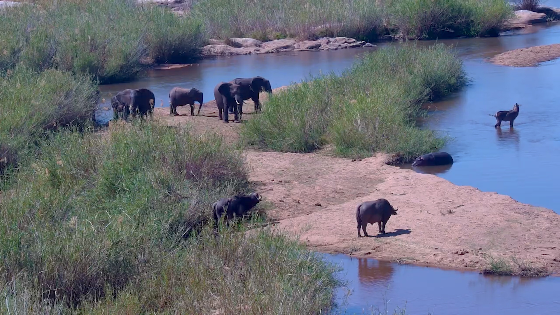River Gathering: Elephant, Hippo, Buffalo & Waterbuck at Kruger Shalati