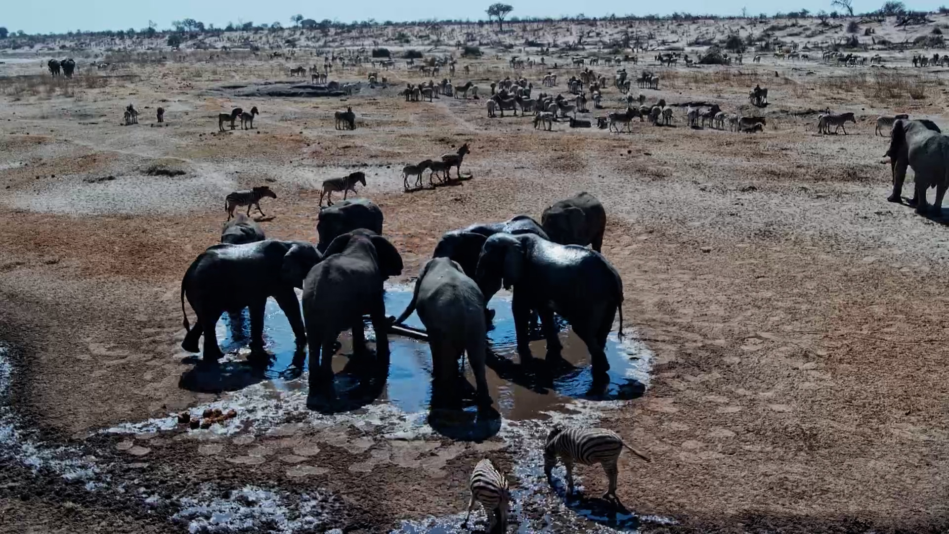 Timelapse of African Wildlife in Motion