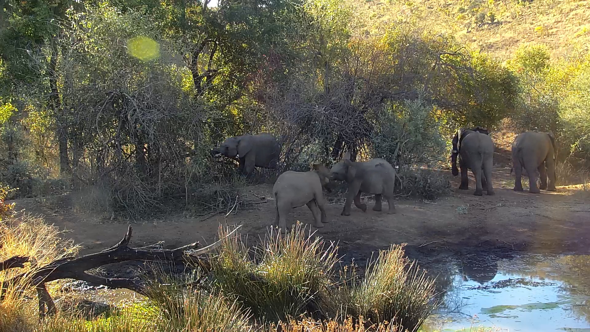 Young Elephants Play in the Shade