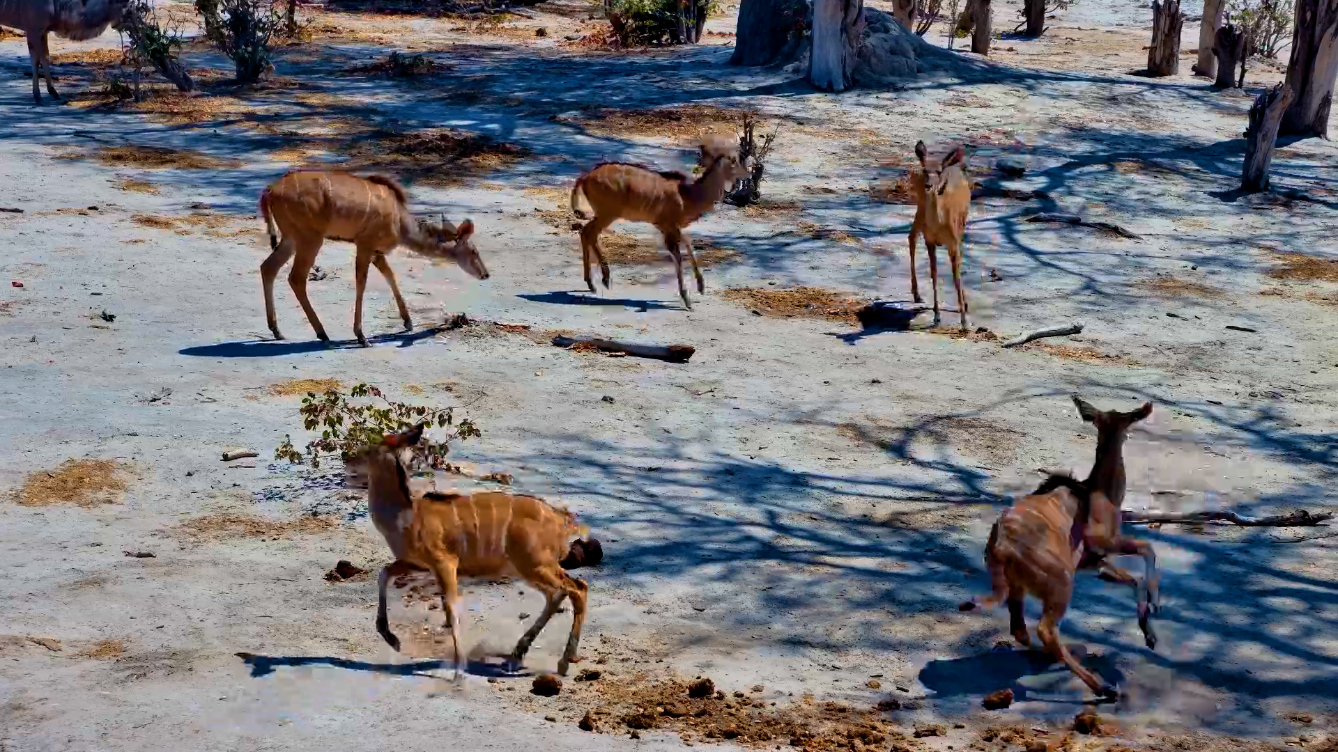 Kudu Herd Explores Elephant Pan