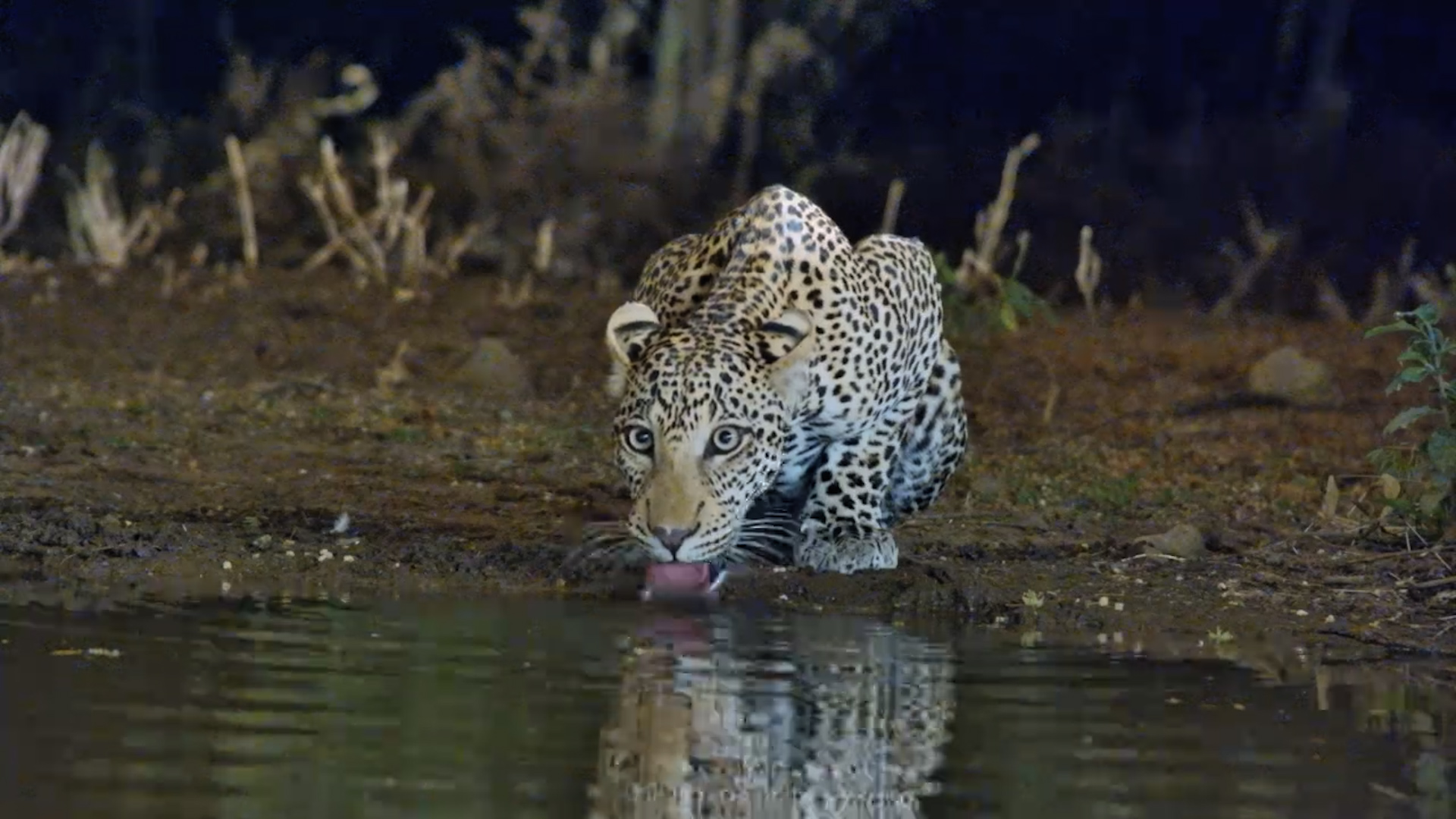 Leopard & Lion Drink at Night