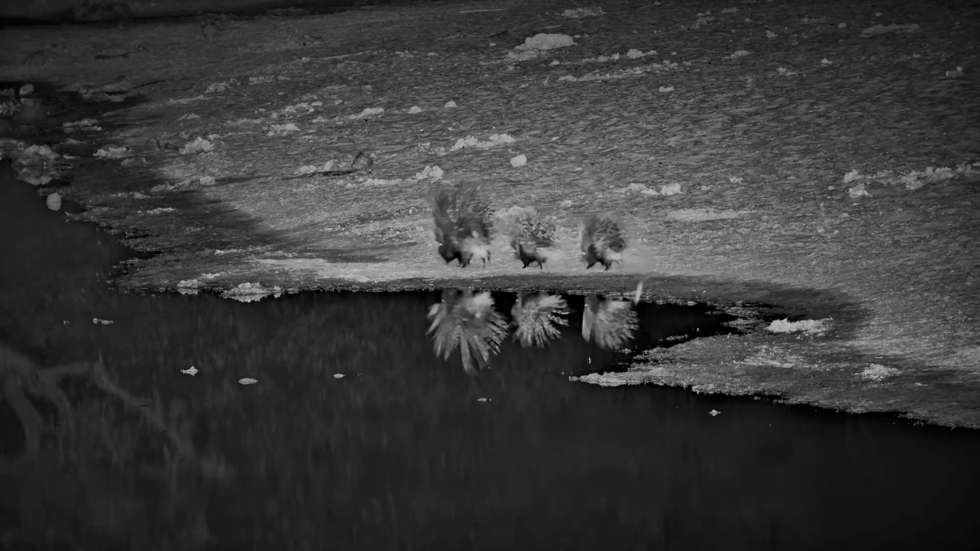 Porcupine Family on the Move