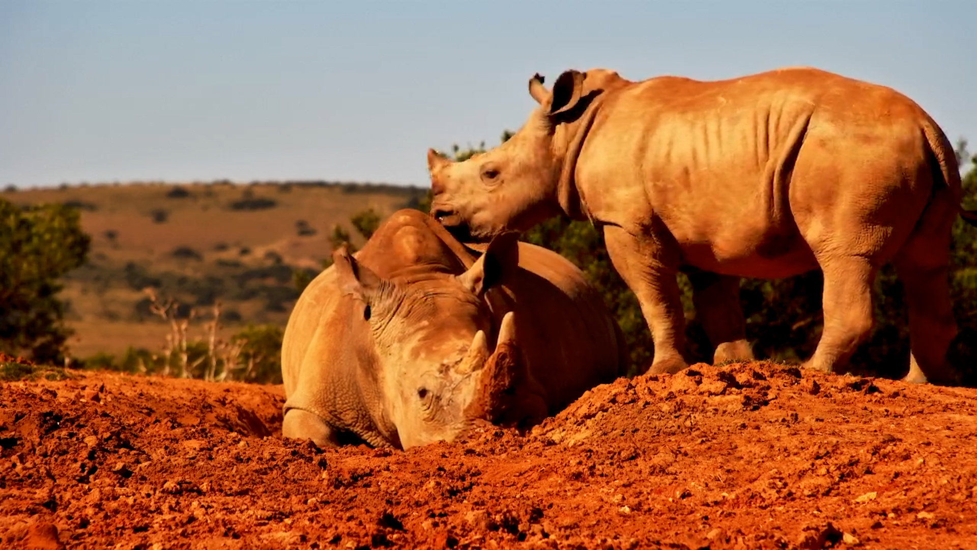 Rhino Calf Gets Comfy in the Mud