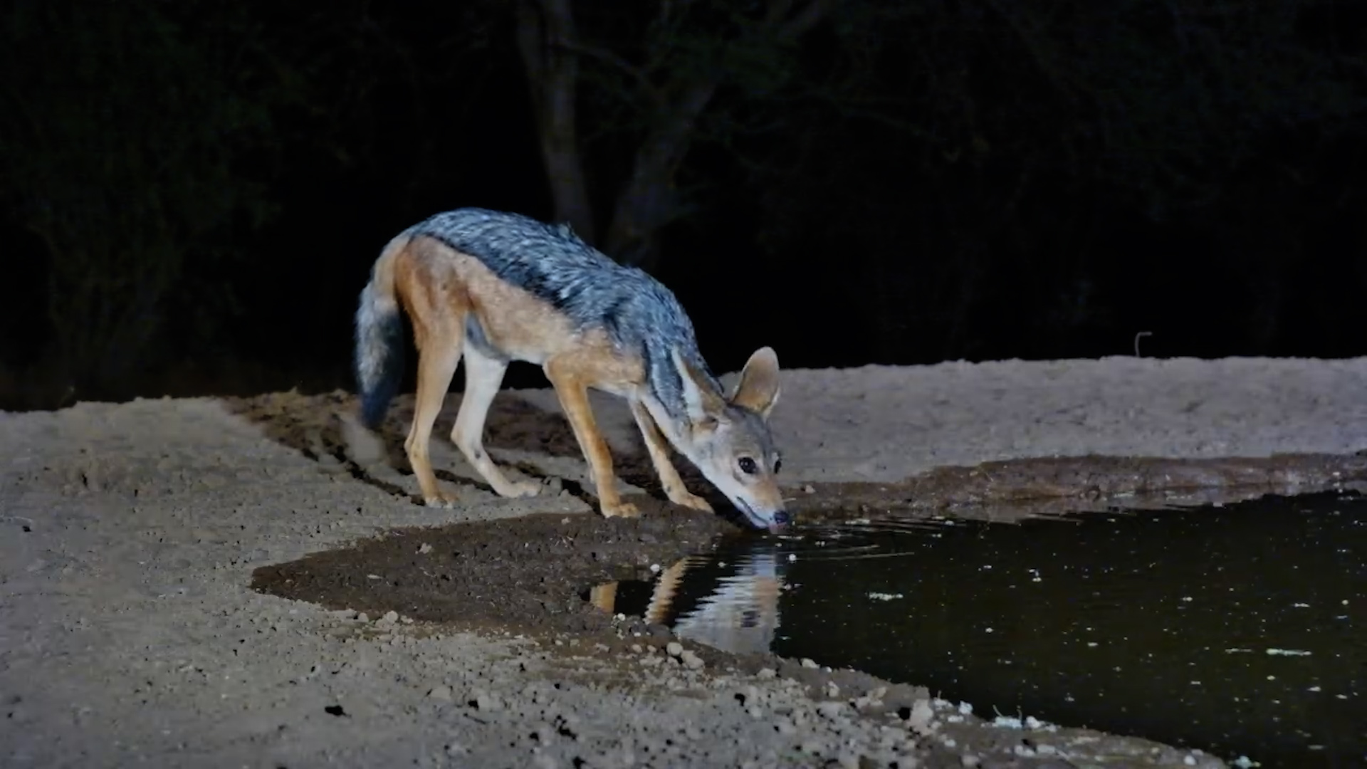 Black-Backed Jackal Steals the Spotlight