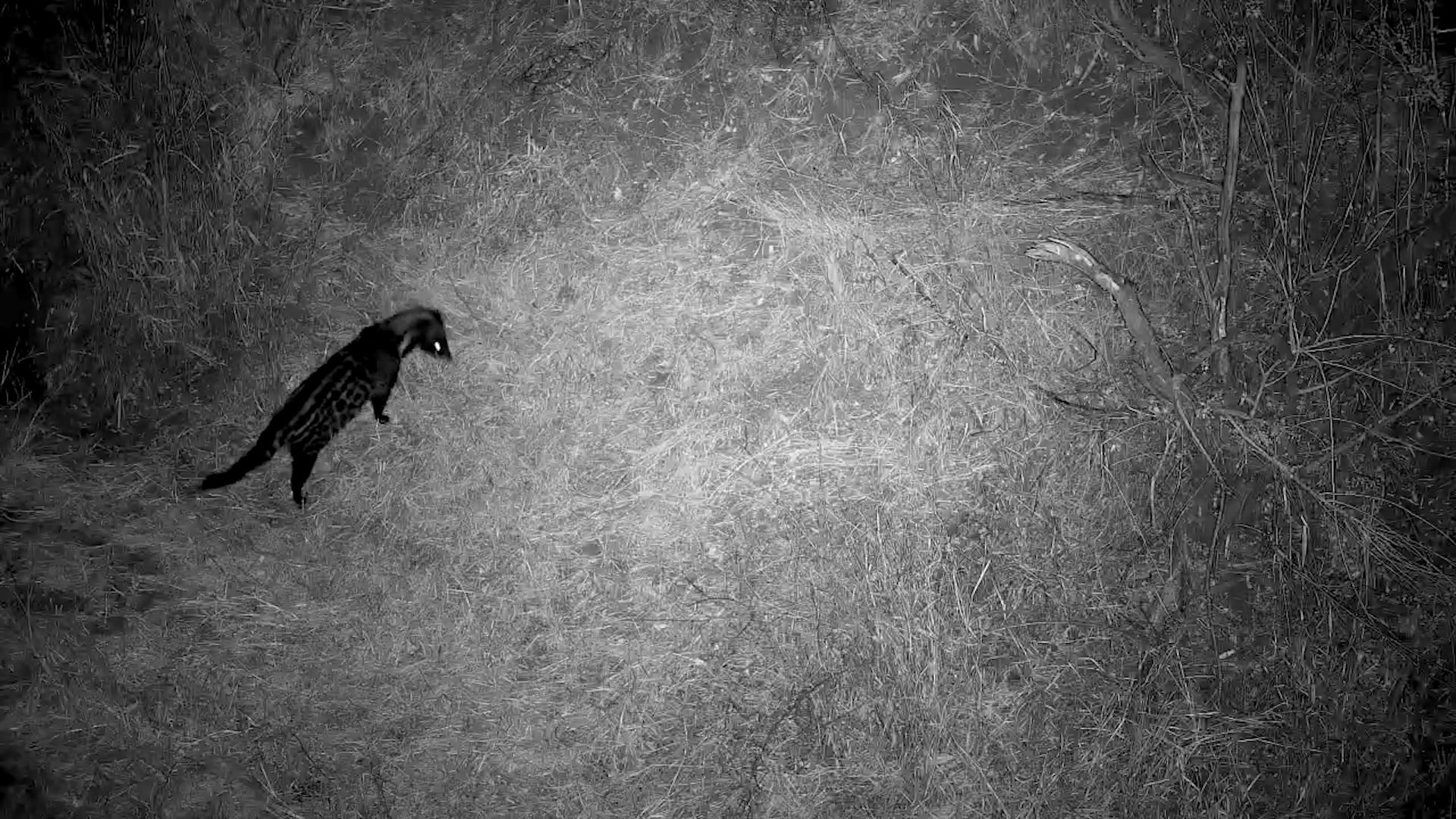 Civet Forages in the Dark Under Kruger’s Iconic Bridge