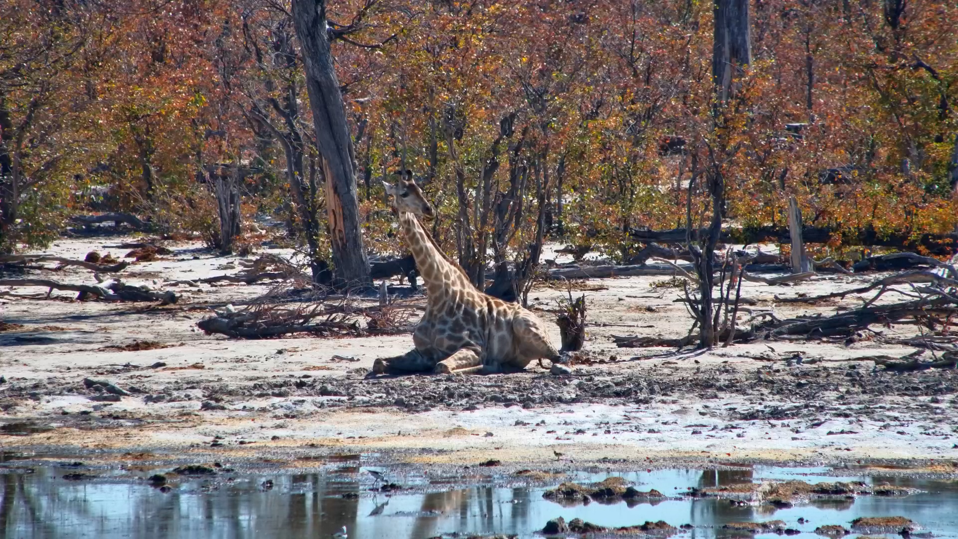 Giraffe Sits Down to Rest by Elephant Pan