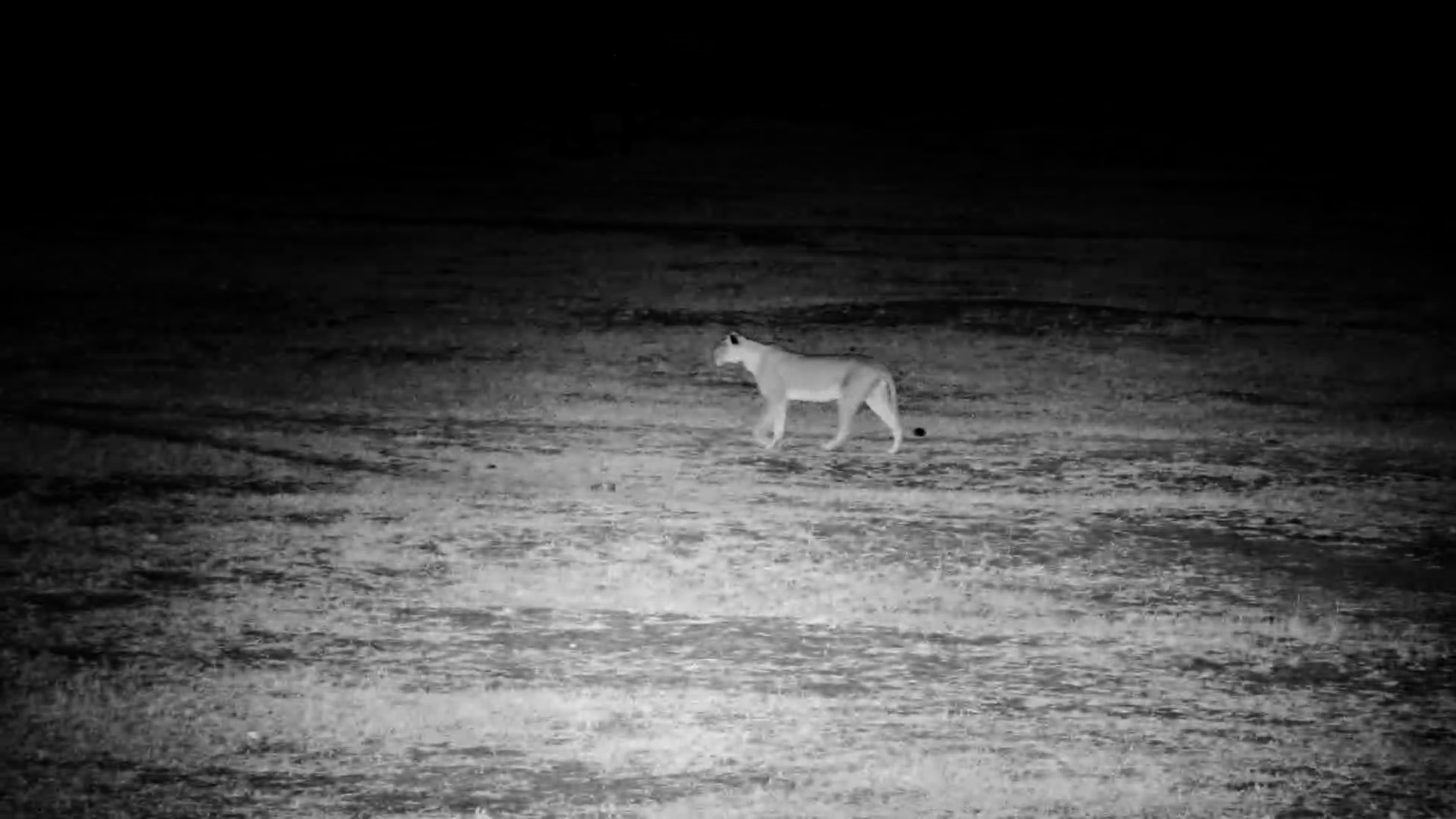 Lone Lioness on a Mission