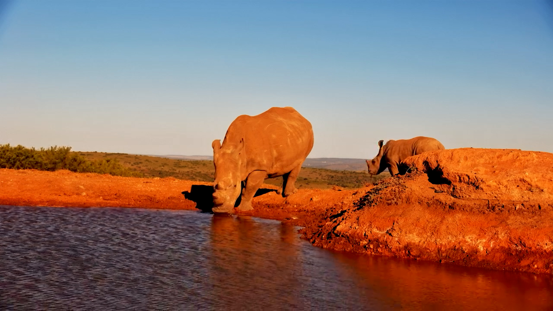 Margaret & Calf Quench Their Thirst