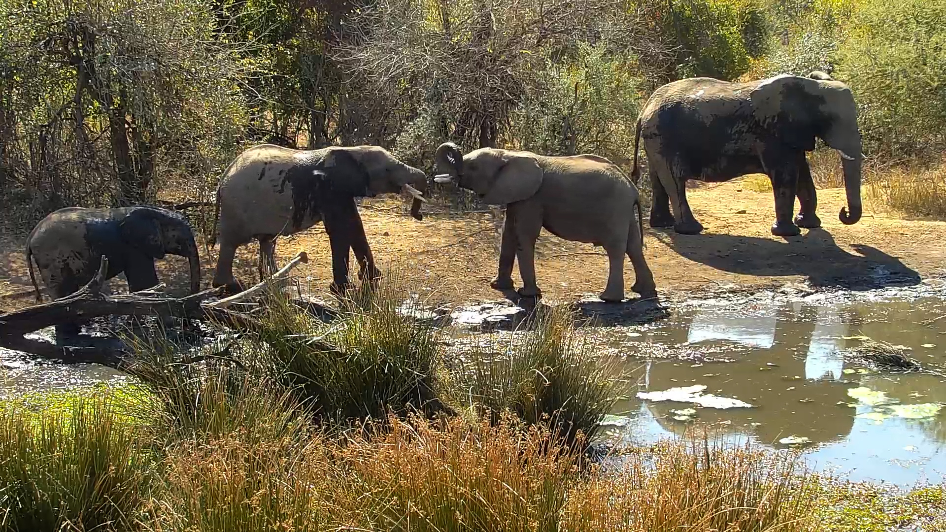 Mud, Play & Power: Elephants Sparring at Kwa Maritane