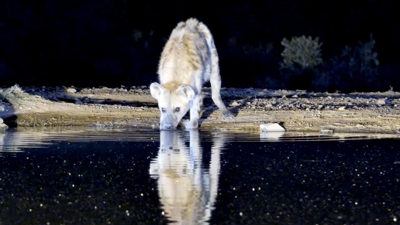 Spotted Hyena Sneaks In for a Quick Drink