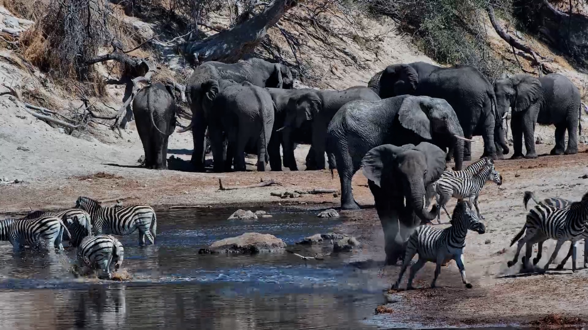 Zebras Cross Paths with Elephant at Meno a Kwena