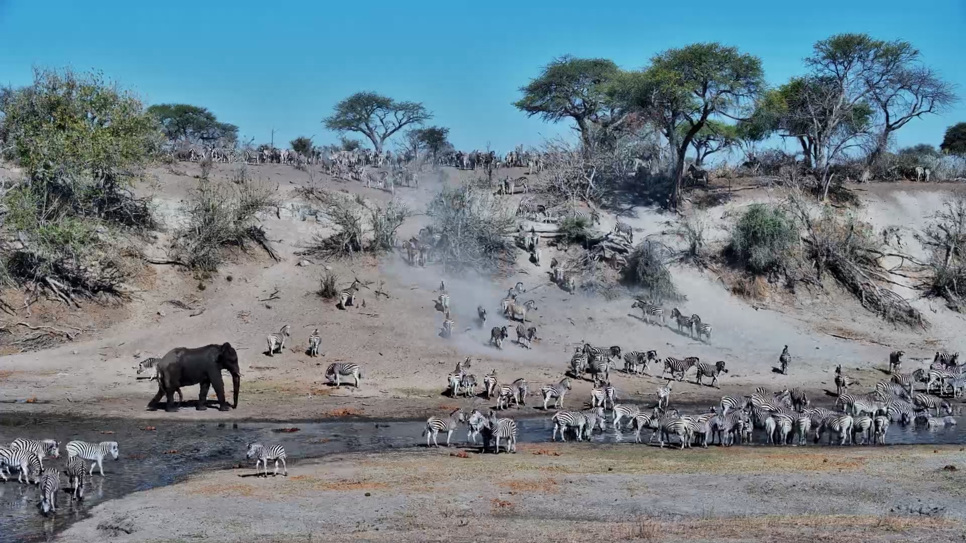 Zebra Timelapse: Up and Down the Bank to Drink at Camelthorn