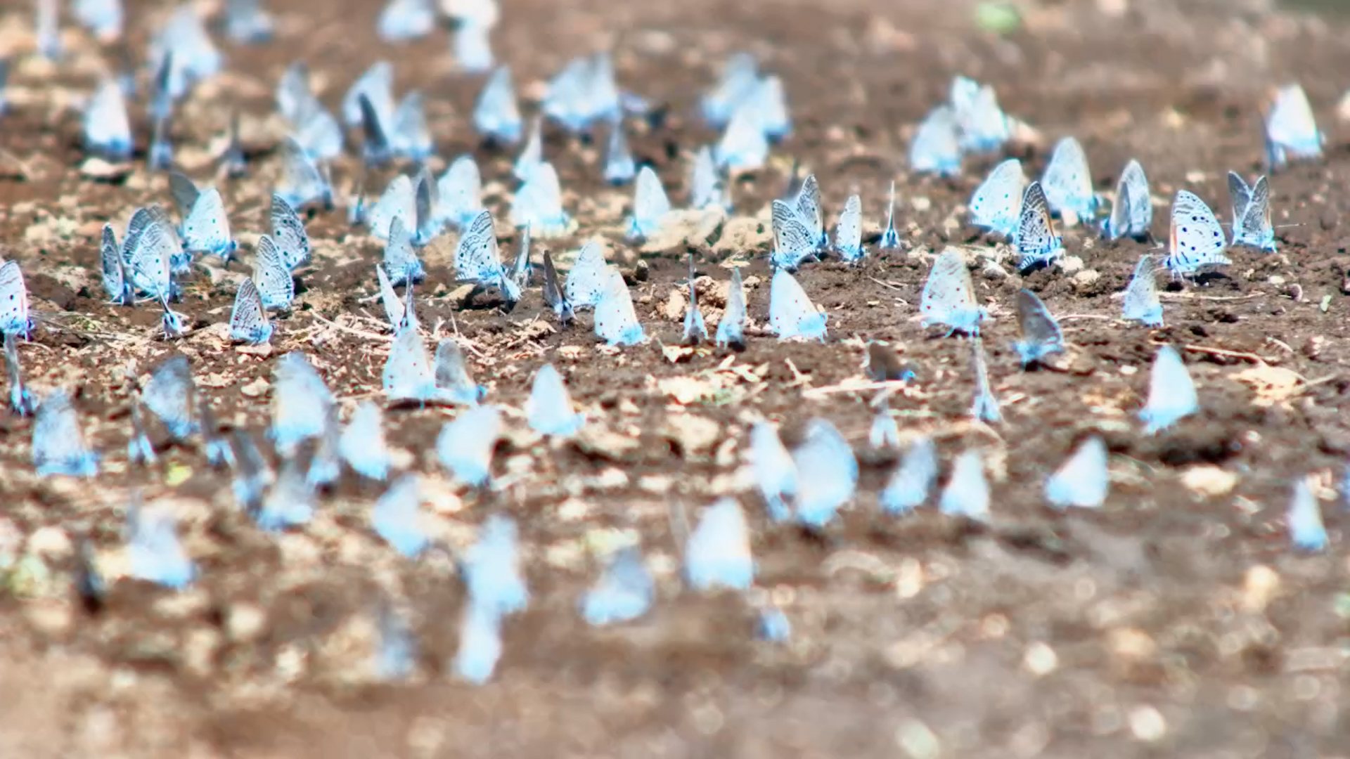 Butterfly Gathering at the Water’s Edge