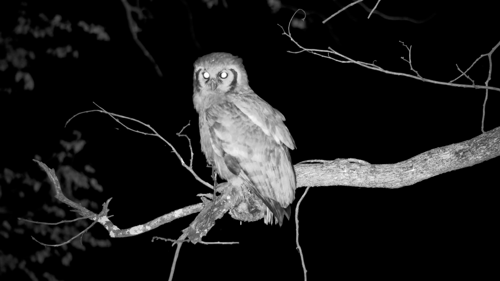 Verreaux’s Eagle-Owl Surveys Elephant Pan
