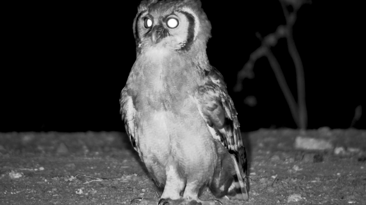 Verreaux’s Eagle-Owl by the Water’s Edge at Kings Camp