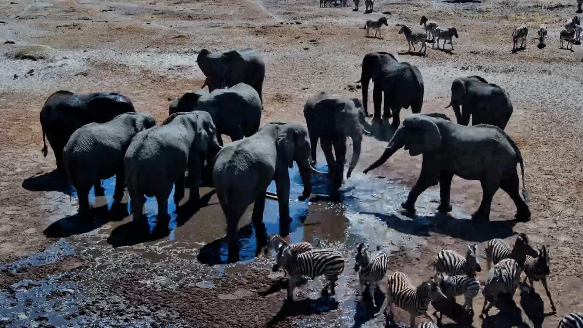 Elephants Take Over the Fresh Water at Moela
