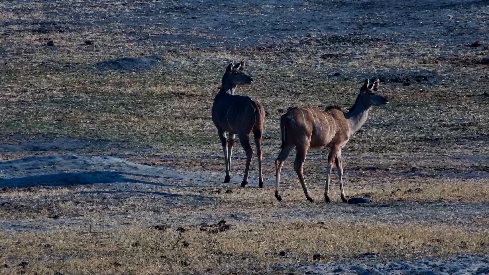 Kudu Visits While Zebras Enjoy the Salt Block