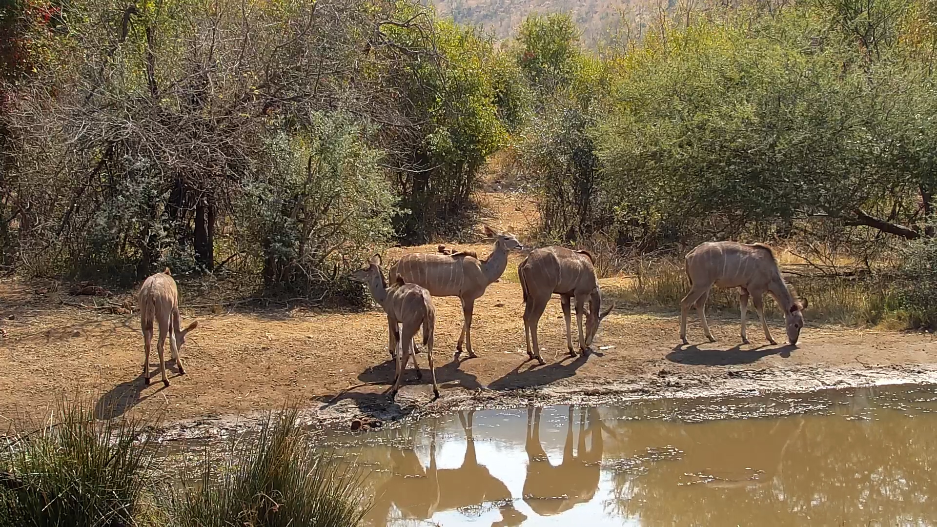 Kudu Herd Relaxing at Kwa Maritane