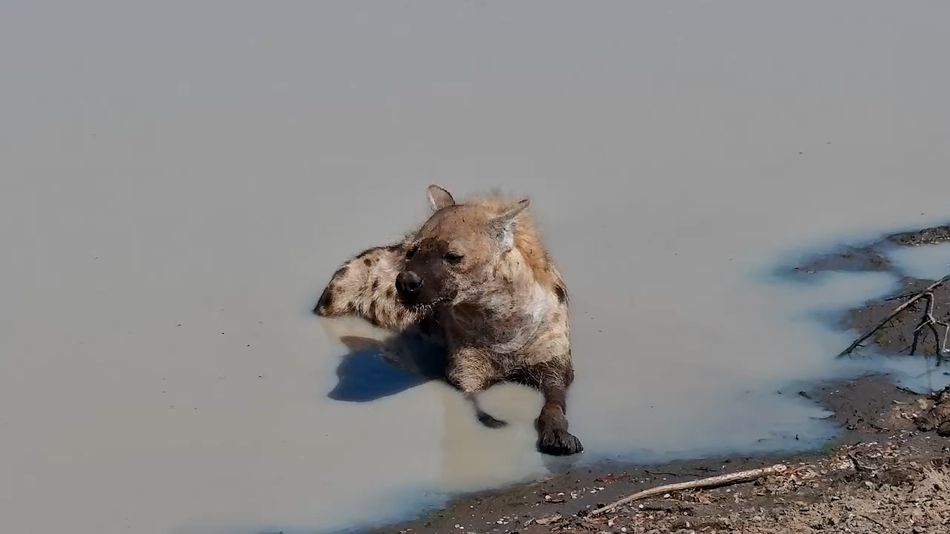 Spotted Hyena Enjoys Morning Bath
