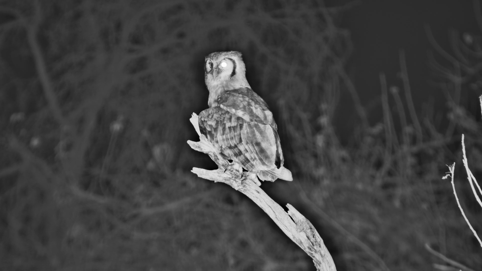 Verreaux’s Eagle-Owl Perches in Tree at Meno a Kwena