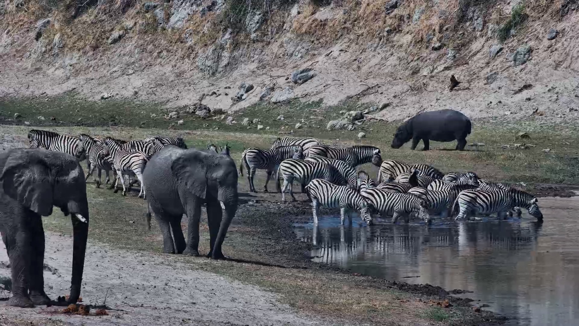 Hippos, Elephants & Zebra Share Camelthorn Waterhole