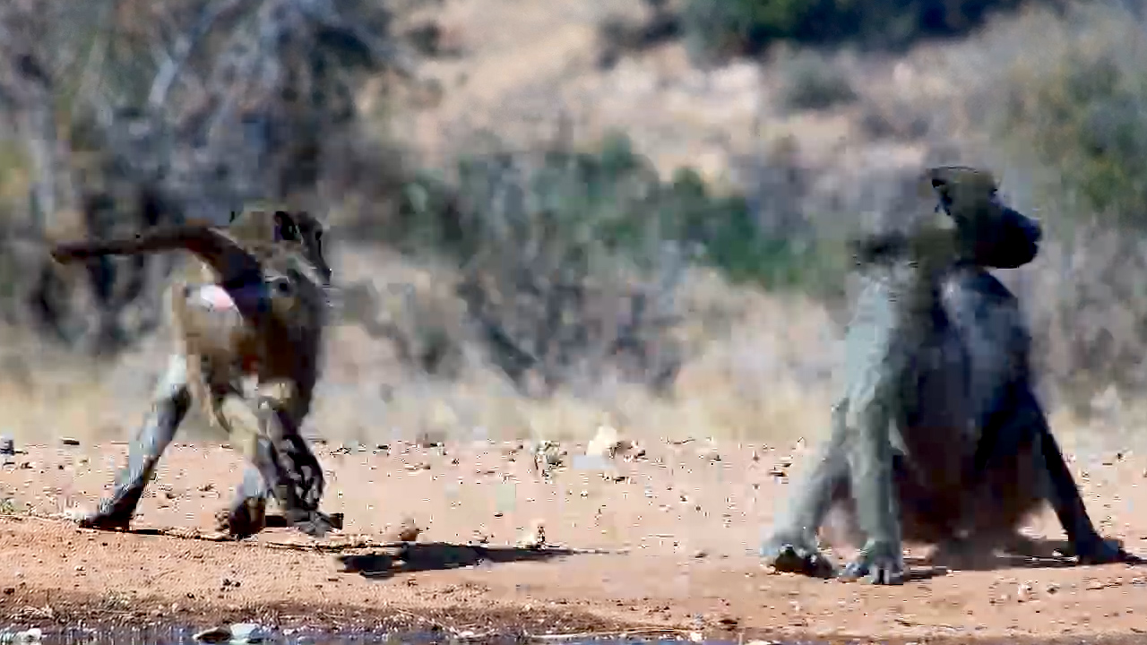 Chacma Baboons Drink and Play at Kings Camp Waterhole