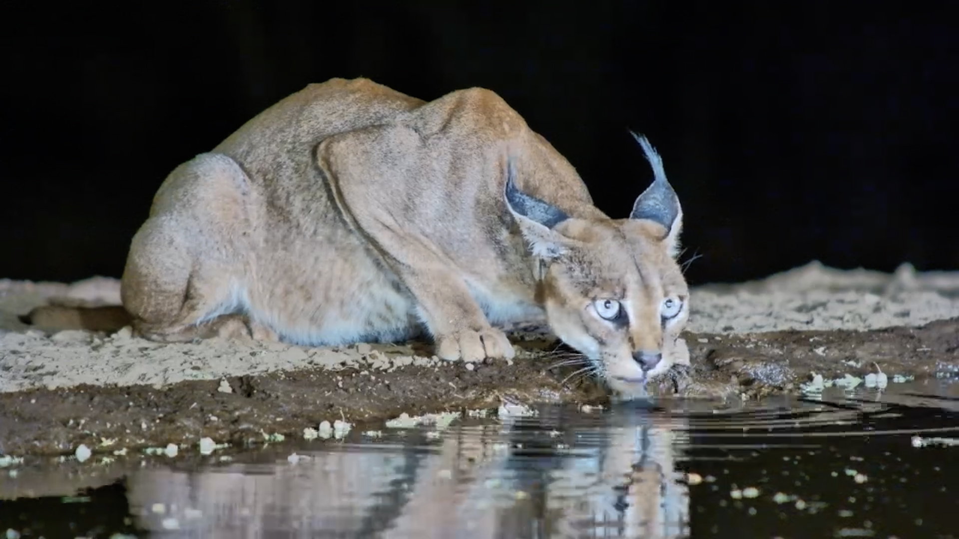 Stunning Caracal Drinks at Lentorre Waterhole