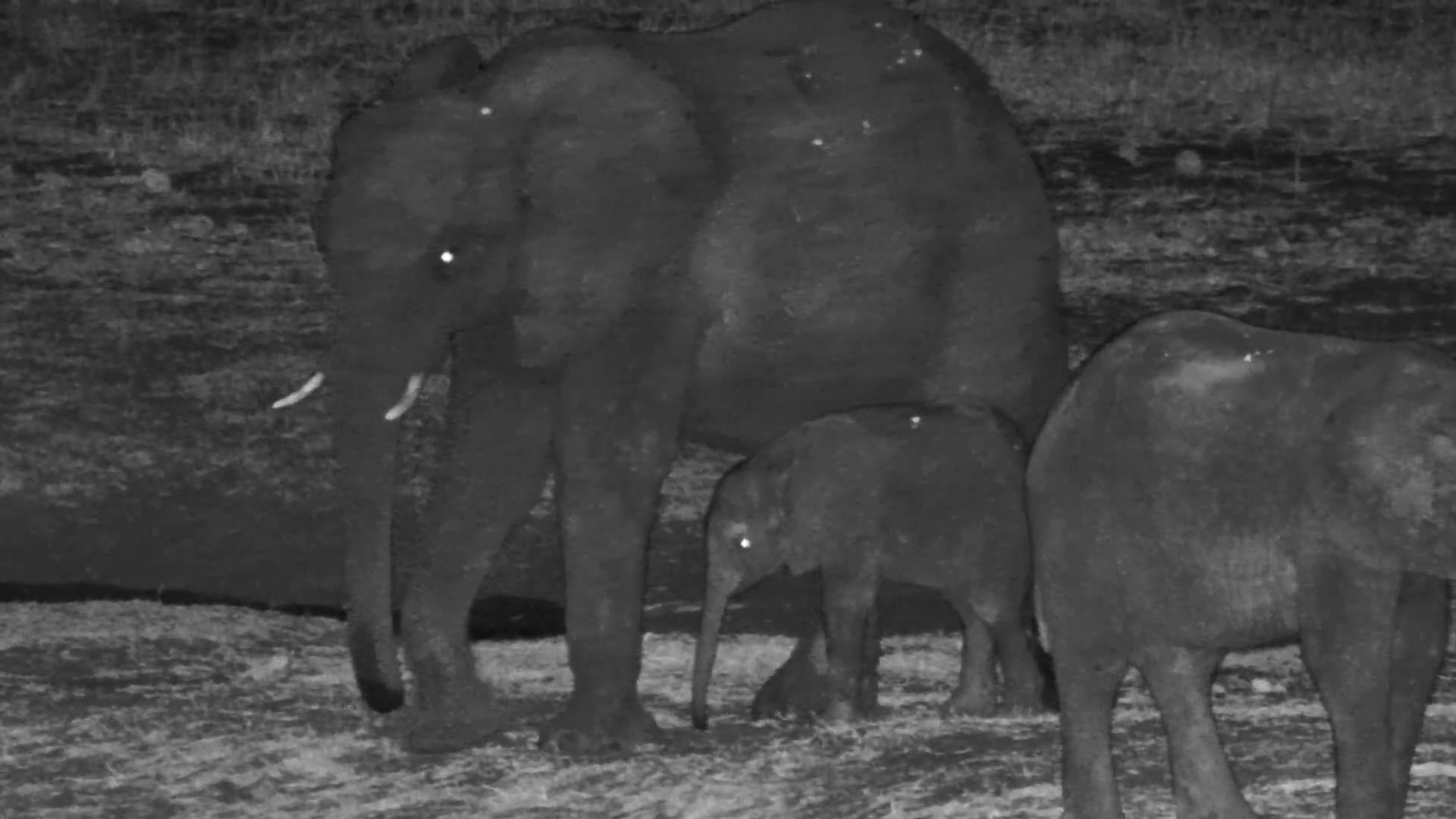 Baby Elephant Moves with Herd at Night