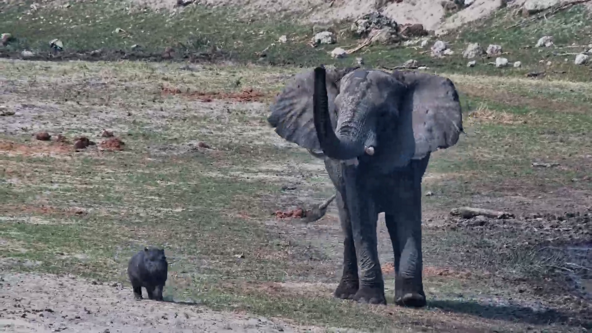 Baby Hippo Stands Up to Elephant Before Mum Comes to the Rescue