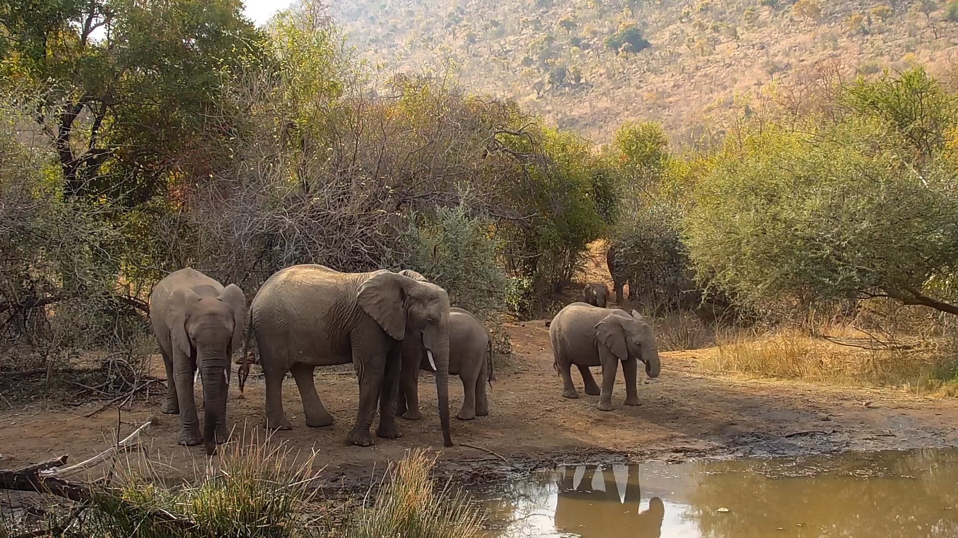 Elephant Herd Drinks at Kwa Maritane