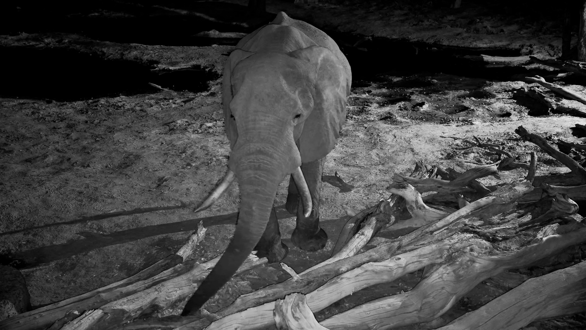 Lone Elephant Bull Explores Logs and Well