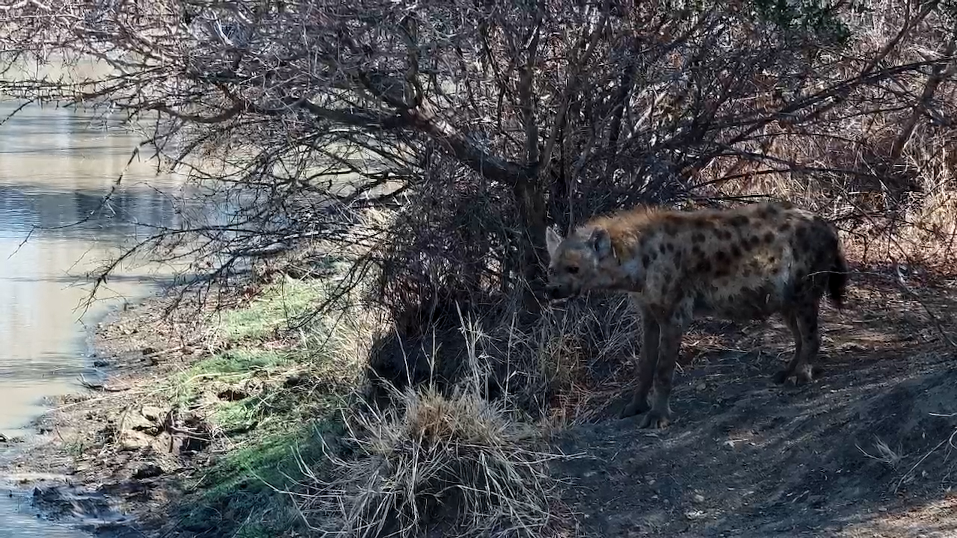 Hyena Wakes, Swims, and Leaves