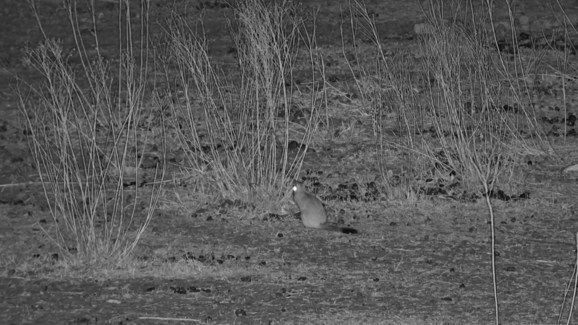 Springhare Feeding at Night in Moela