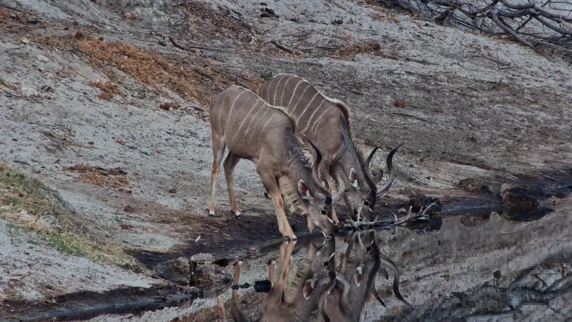 Two Beautiful Kudu Bulls Drink at Meno a Kwena